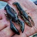 Megabass Sleeper Craw 3" 17.5g