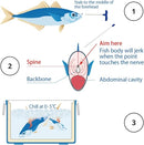 Lumica - Ikejime Fish Euthanising Tool