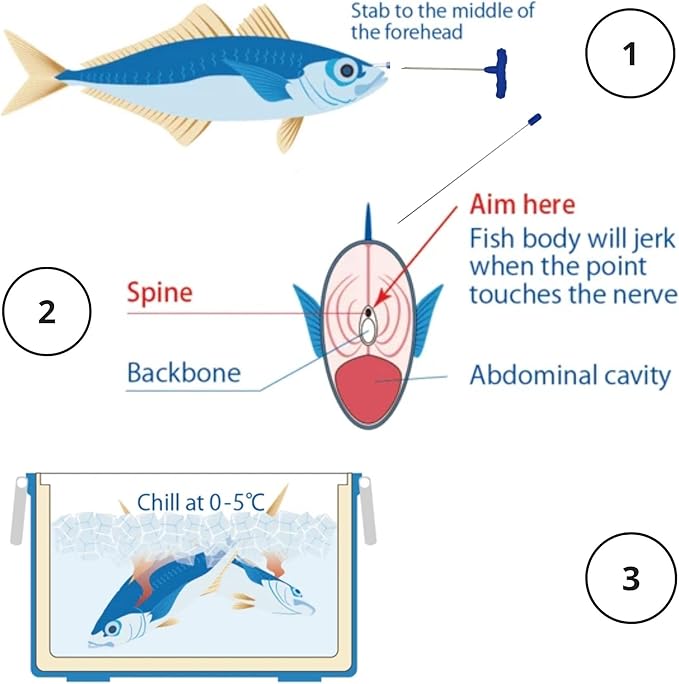 Lumica - Ikejime Fish Euthanising Tool
