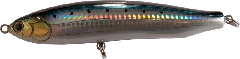 sardine